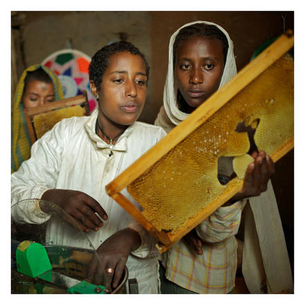 honigbienen-aethiopien-01_foto-tom-pietrasik_web_quad_700x700